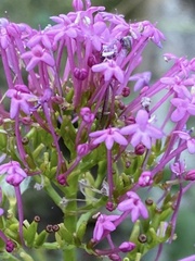 Centranthus lecoqii