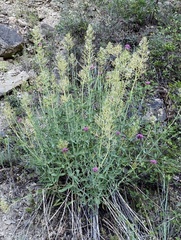 Centranthus lecoqii