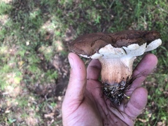 Tylopilus variobrunneus