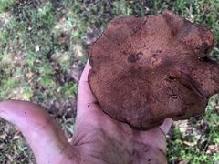 Tylopilus variobrunneus