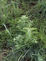 Syncolostemon macrophyllus