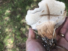 Tylopilus variobrunneus