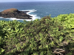 Osteomeles anthyllidifolia