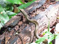 Mastigodryas boddaerti