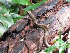 Mastigodryas boddaerti