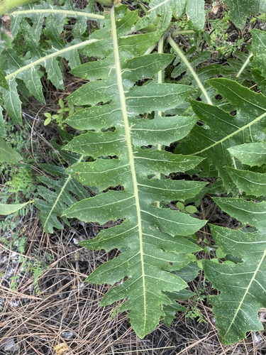 Sonchus hierrensis image