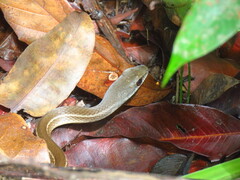 Mastigodryas boddaerti