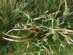 Ornithogalum umbellatum