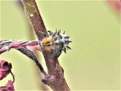 Coccinellinae