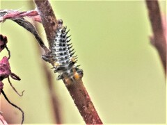 Coccinellinae
