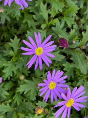 Brachyscome iberidifolia
