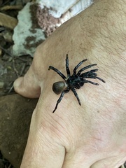 Cyclocosmia truncata