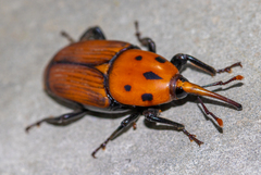 Rhynchophorus ferrugineus