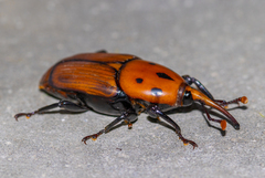 Rhynchophorus ferrugineus