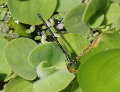 Austroagrion