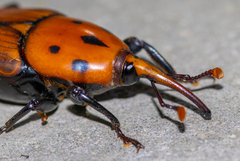 Rhynchophorus ferrugineus