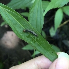 Nyctemera adversata