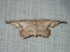 Pseuderosia humiliata