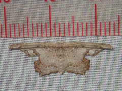 Pseuderosia humiliata