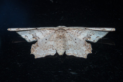 Pseuderosia humiliata