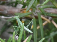 Miomantis caffra