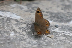 Lasiommata petropolitana