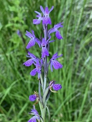 Dactylorhiza elata