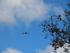 Milvus milvus milvus