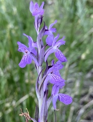 Dactylorhiza elata