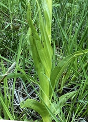Dactylorhiza elata