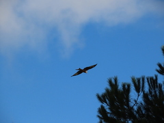 Milvus milvus milvus