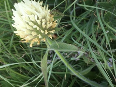Trifolium canescens