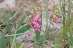 Lathyrus sylvestris