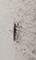 Bantiinae