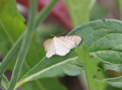 Idaea humiliata