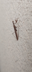 Bantiinae