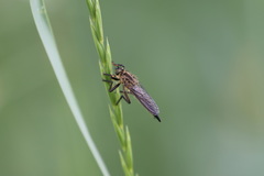 Didysmachus picipes