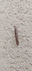 Bantiinae
