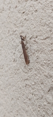 Bantiinae