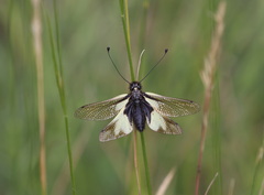 Libelloides coccajus