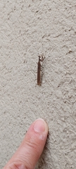 Bantiinae