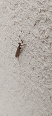 Bantiinae