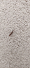 Bantiinae