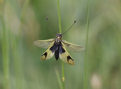 Libelloides longicornis