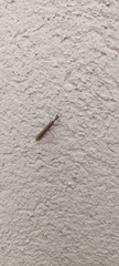 Bantiinae