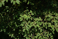 Annona