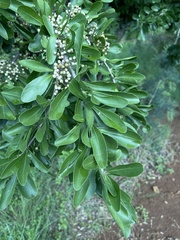 Gymnosporia buxifolia