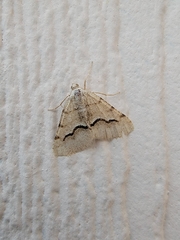 Frederickia s-signata