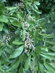 Gymnosporia buxifolia