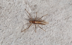 Repipta argentinensis